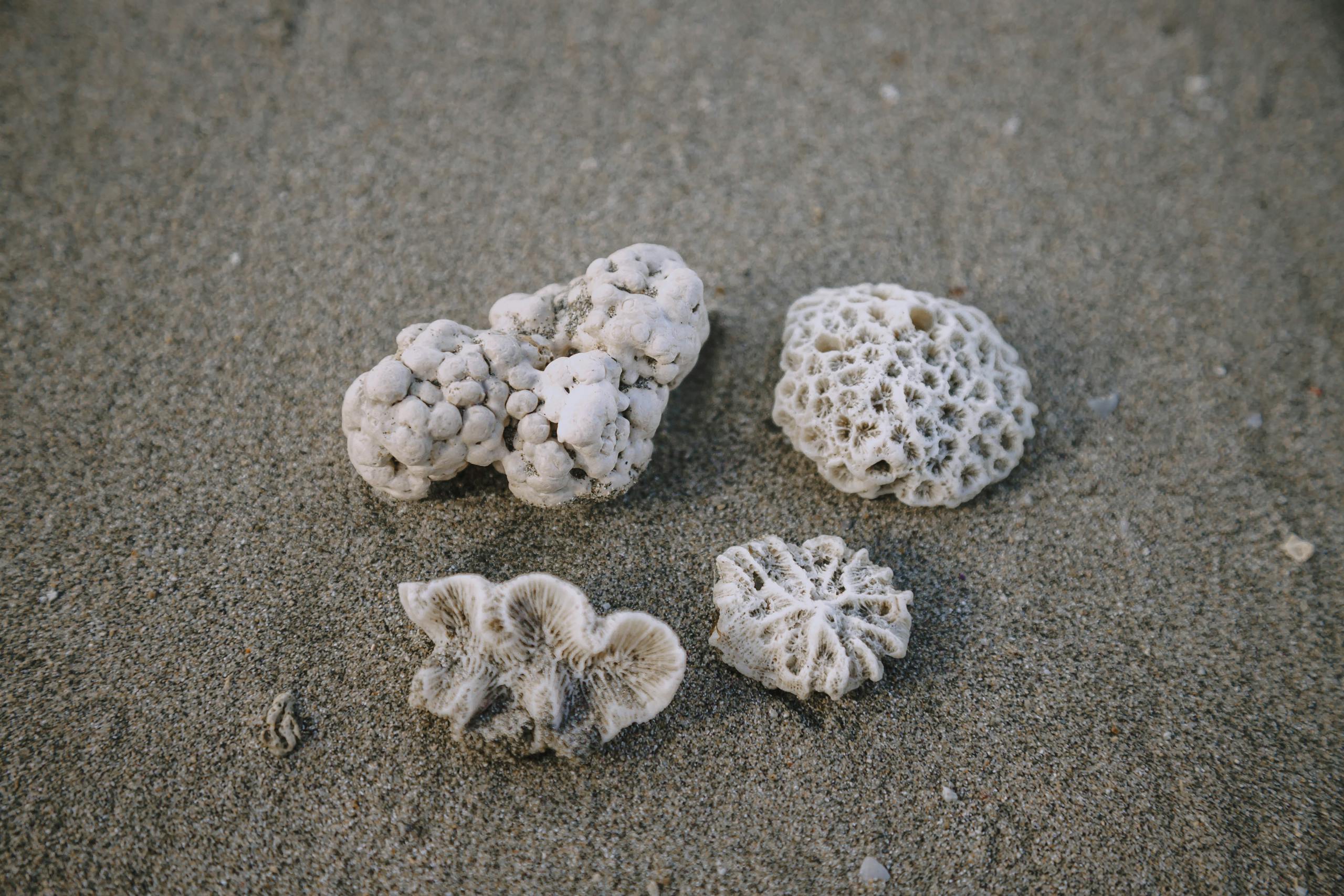Close-up of various dried corals on a sandy beach in Limón, Costa Rica.